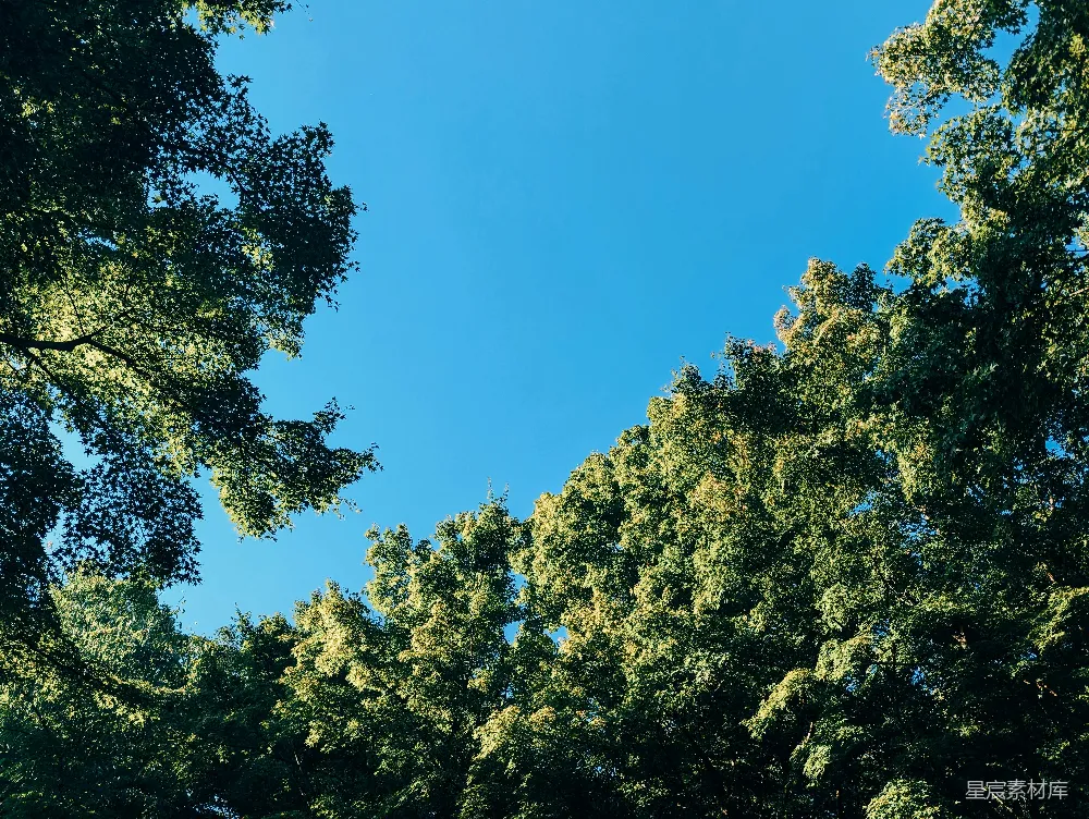 高清摄影 自然 一群树木，背景是蓝天。
