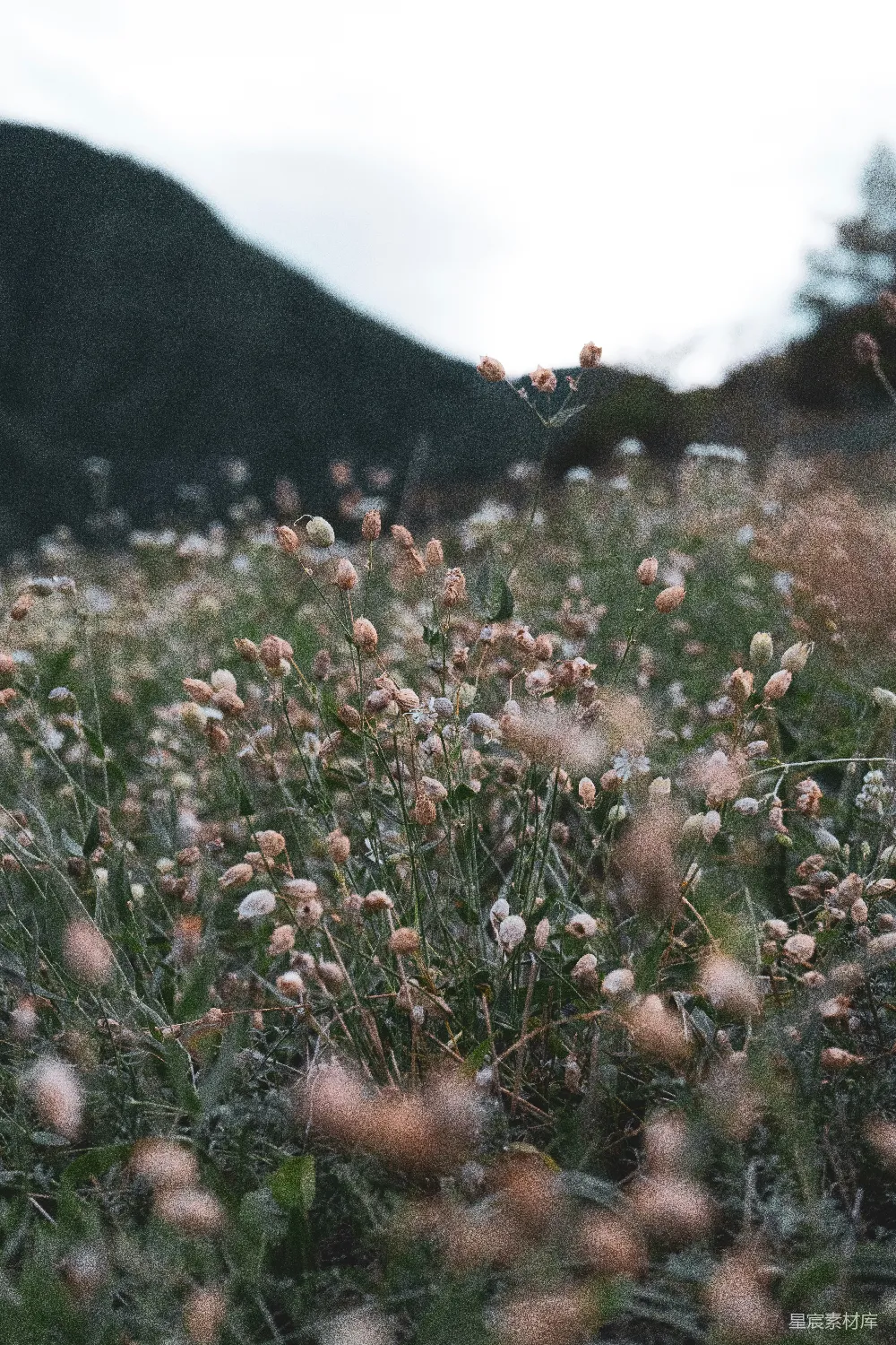 高清摄影  一片花海