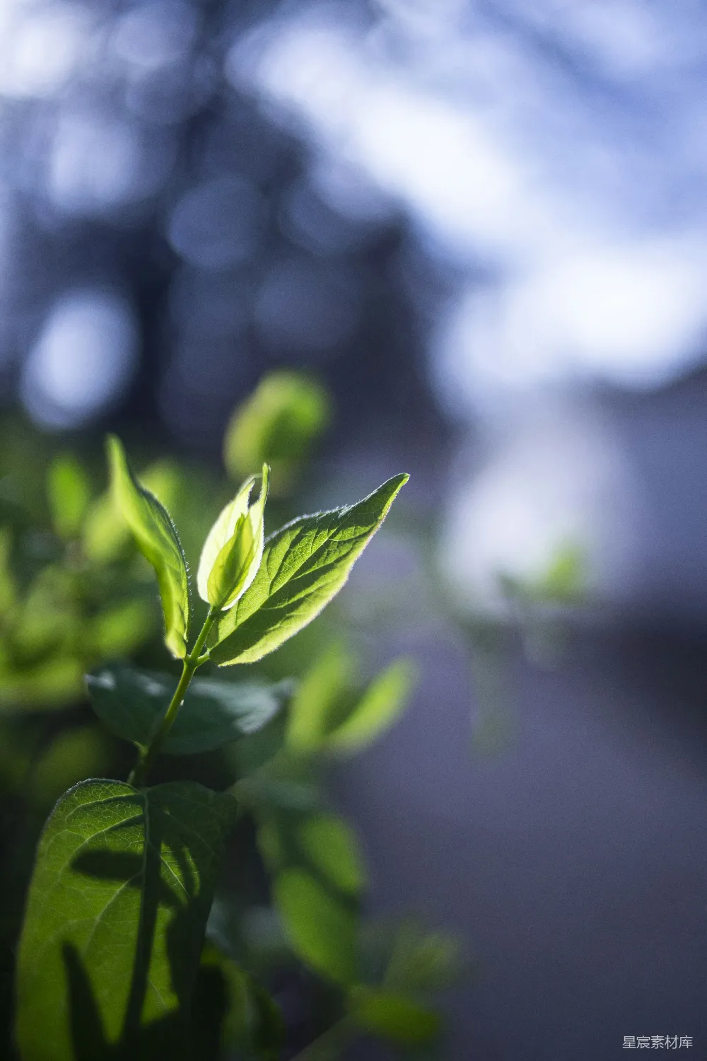 高清摄影  绿色叶子在近景摄影中的植物展示