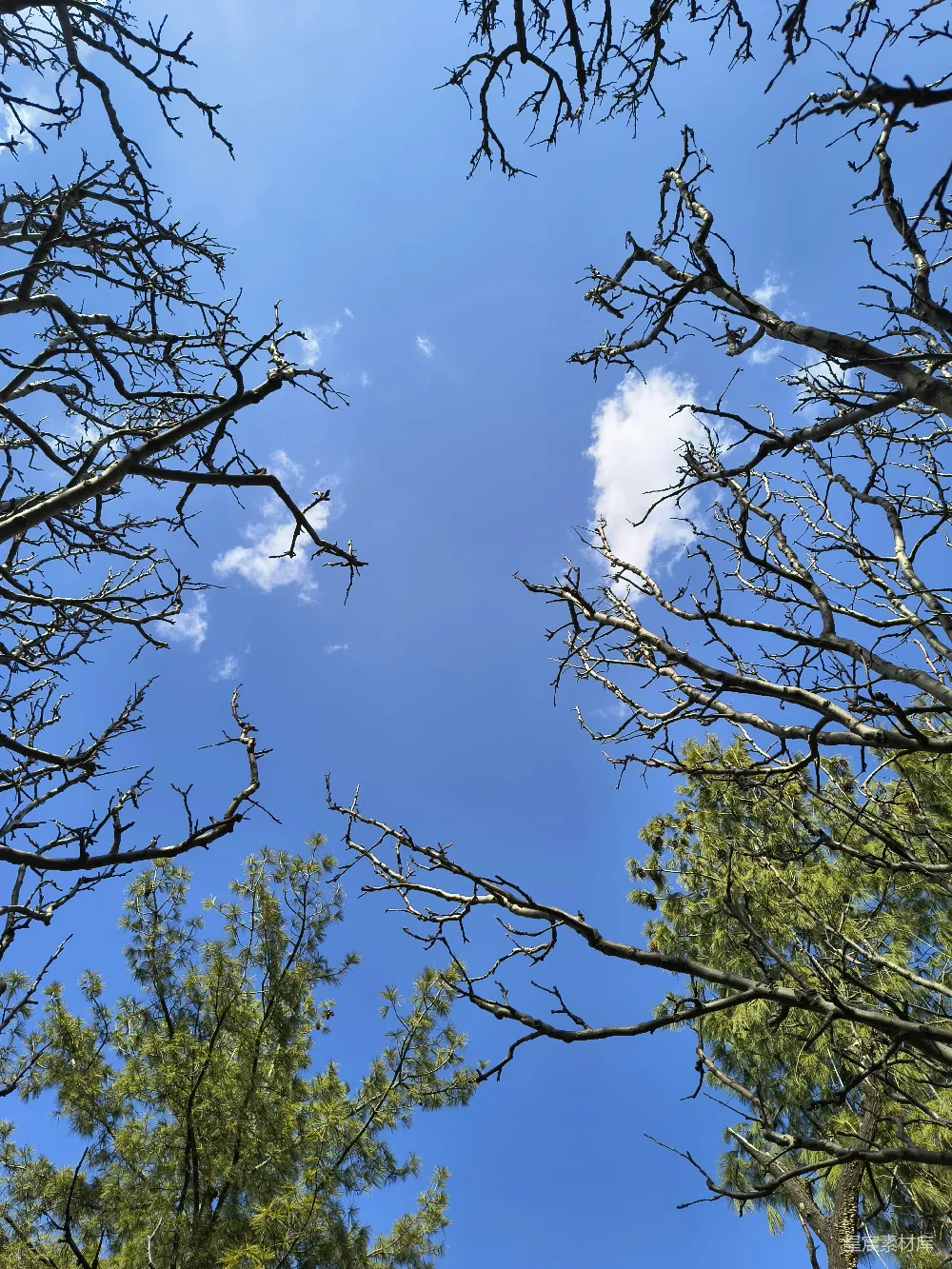 高清摄影 枝条伸向蔚蓝的天空。