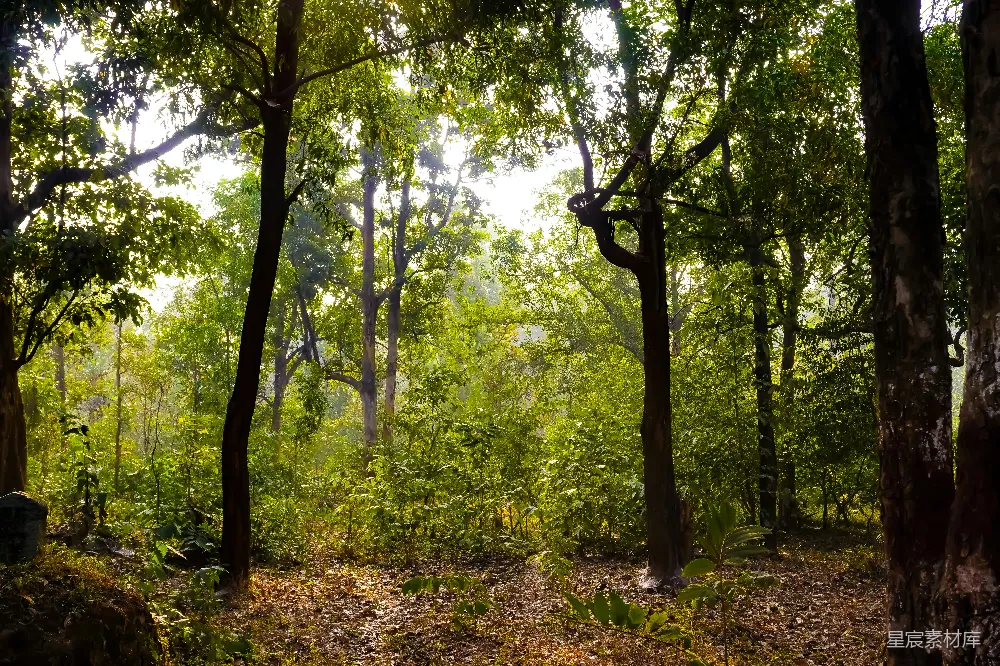 高清摄影  满是绿树的森林