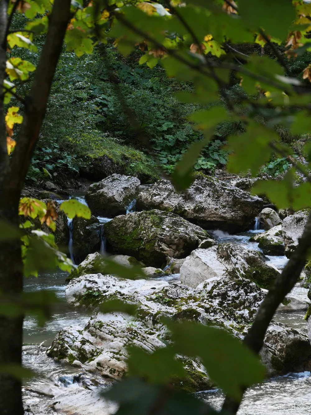 高清摄影 溪流 自然风光 山间小溪 秋季景色 户外探险 Rocky 河流 流淌 于 茂密 绿色 阔叶林 中。