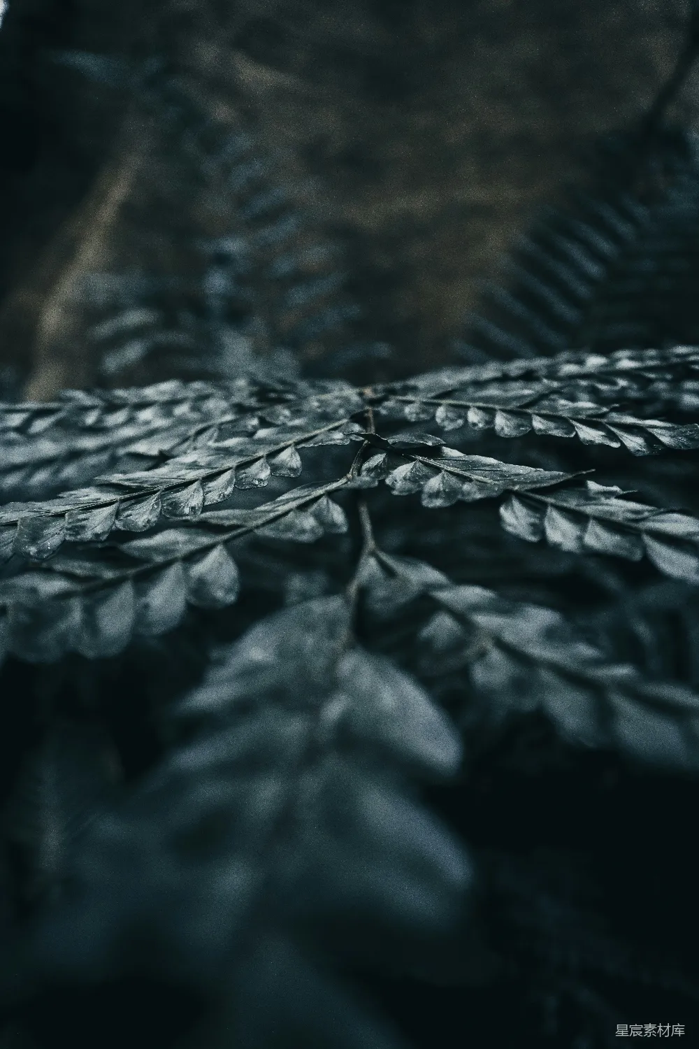 高清摄影 自然 壁纸 绿叶的特写摄影