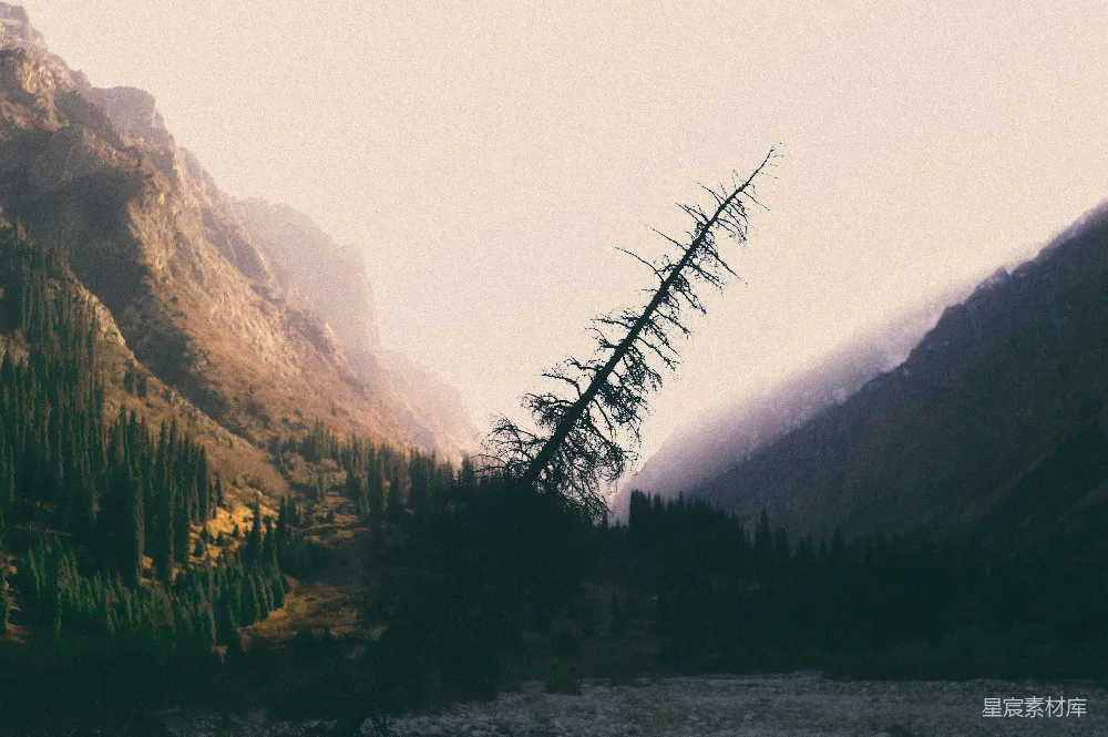 高清摄影 前景中的一棵树的山景