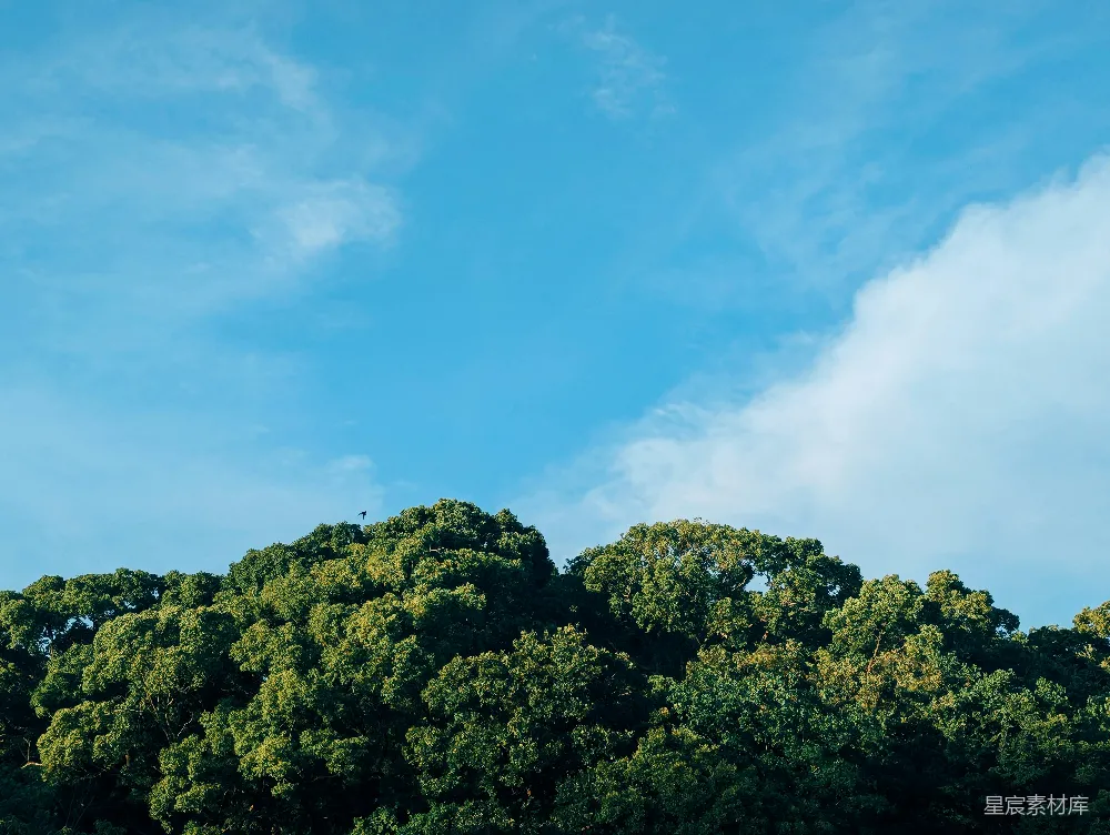 高清摄影 田野中一大群树