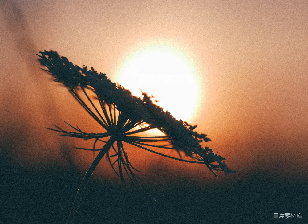 高清摄影  夕阳下的蒲公英特写镜头