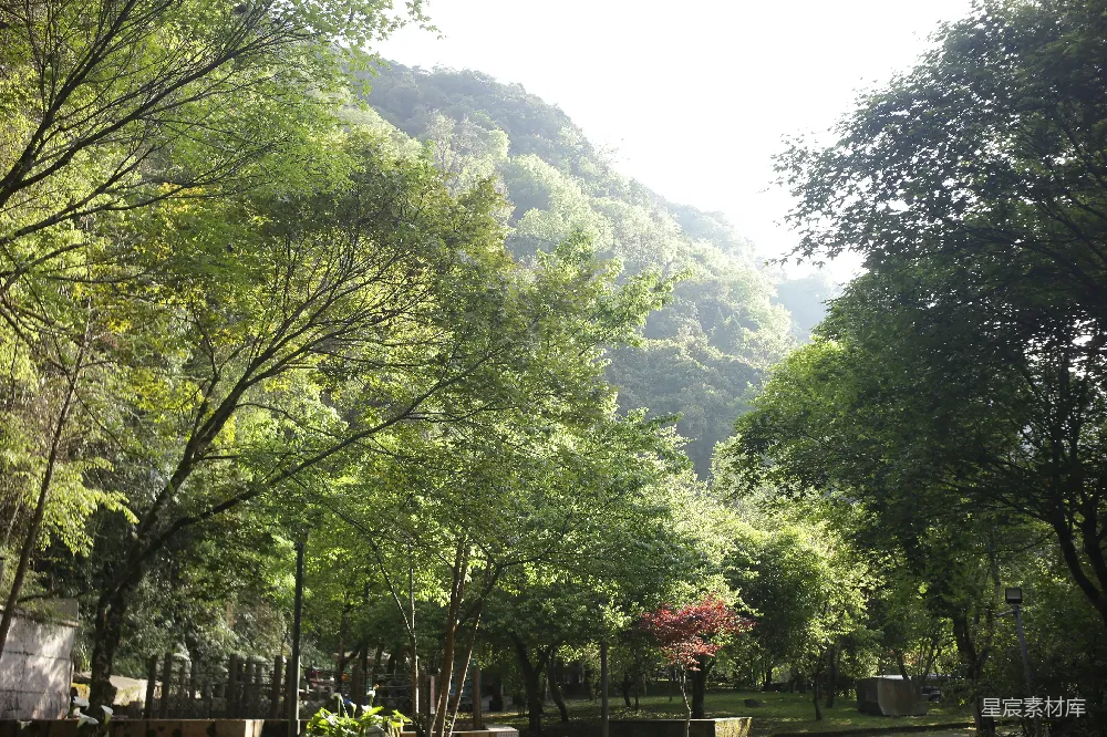 高清摄影  背景有一座山的绿树葱葱。