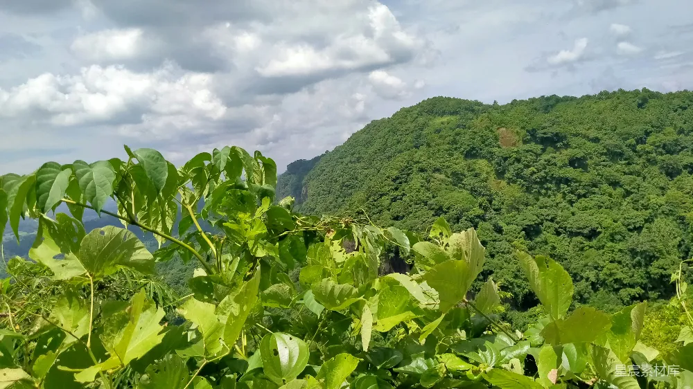 高清摄影  满是树木的茂密绿林