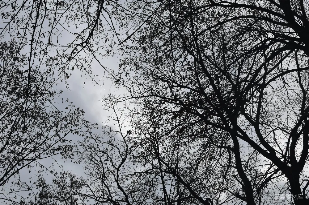 高清摄影  一棵树也没有叶子的黑白照片