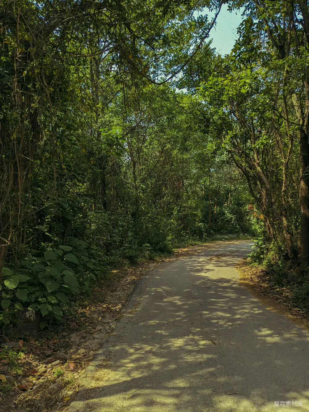 高清摄影 一条空旷的道路周围环绕着树木和灌木丛。