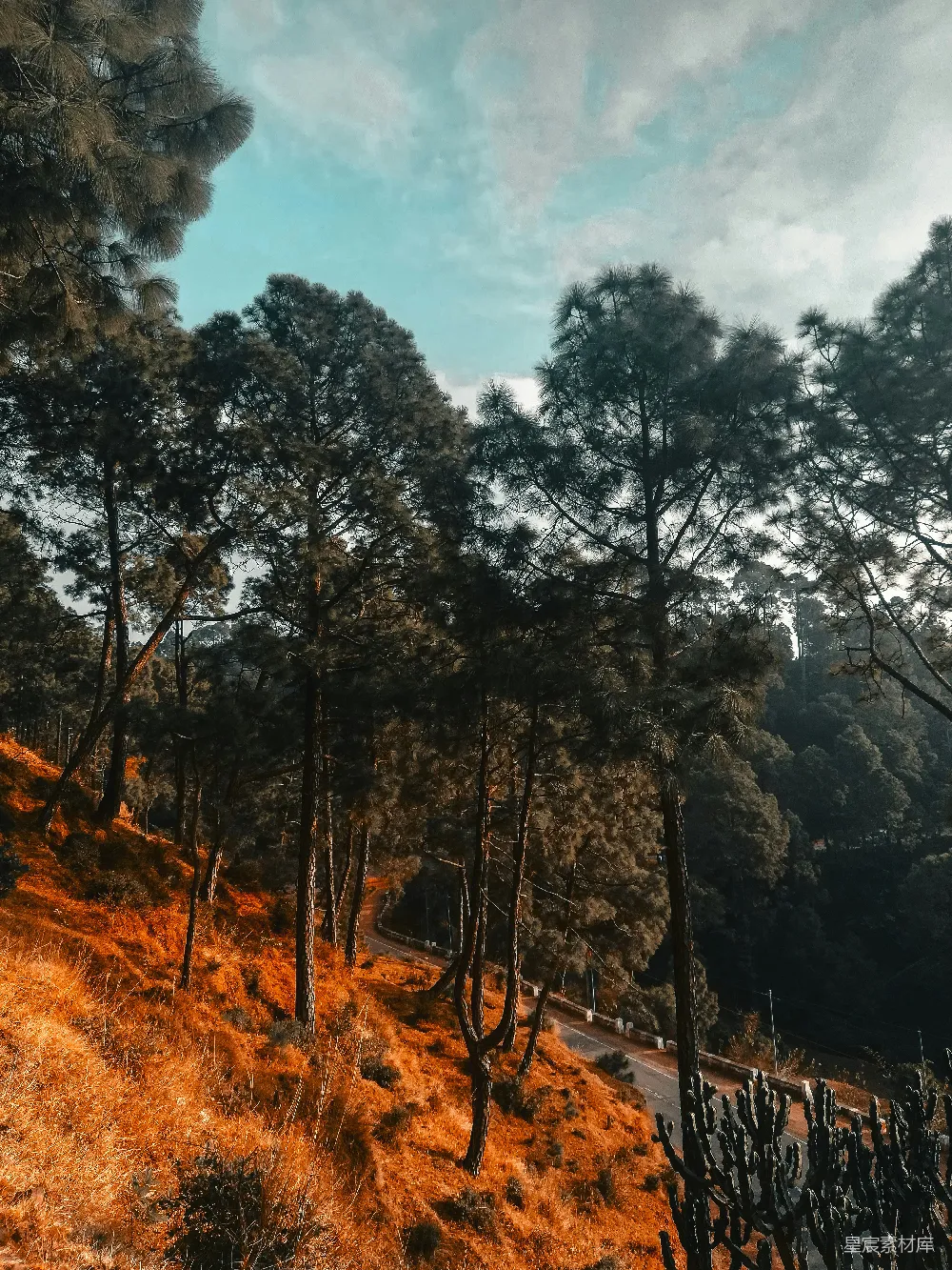 高清摄影 旅行 自然 壁纸 一条围绕着树木的土路蜿蜒在山坡上。