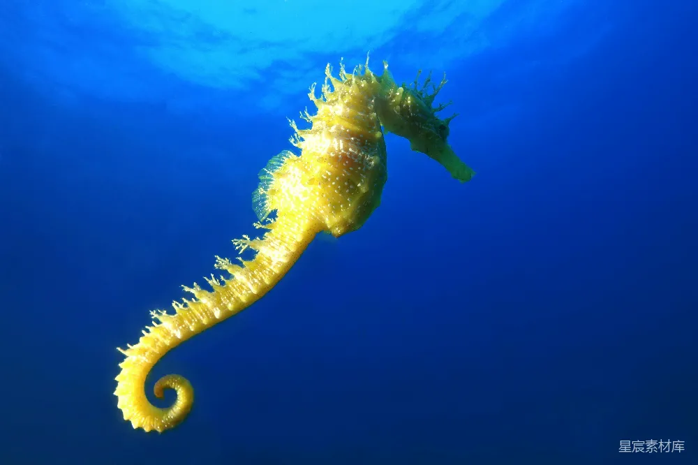 高清摄影 黄色的海马在水上