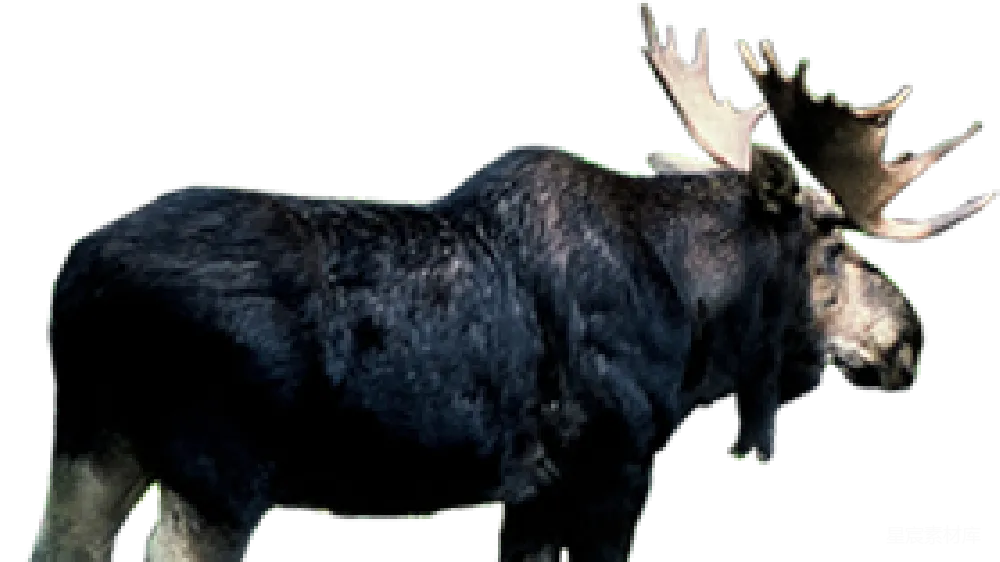 元素素材 Moose