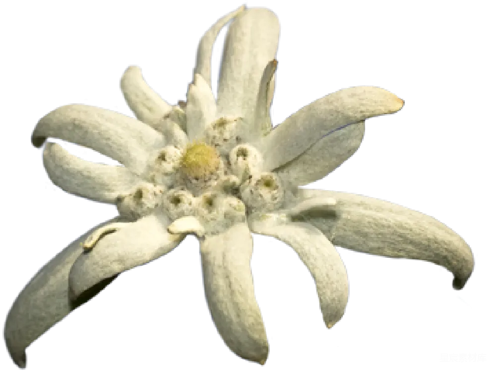 元素素材 元素 雪绒花