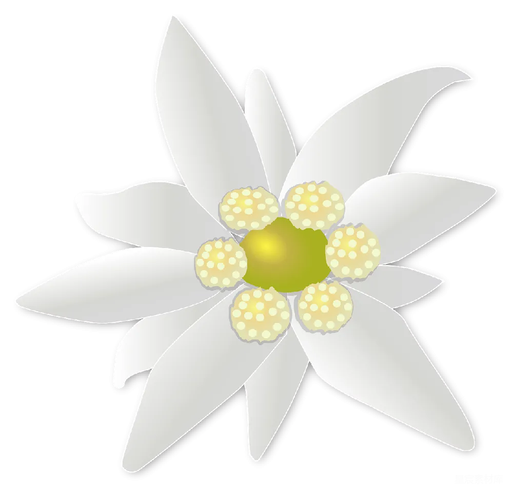 元素素材 元素 雏菊