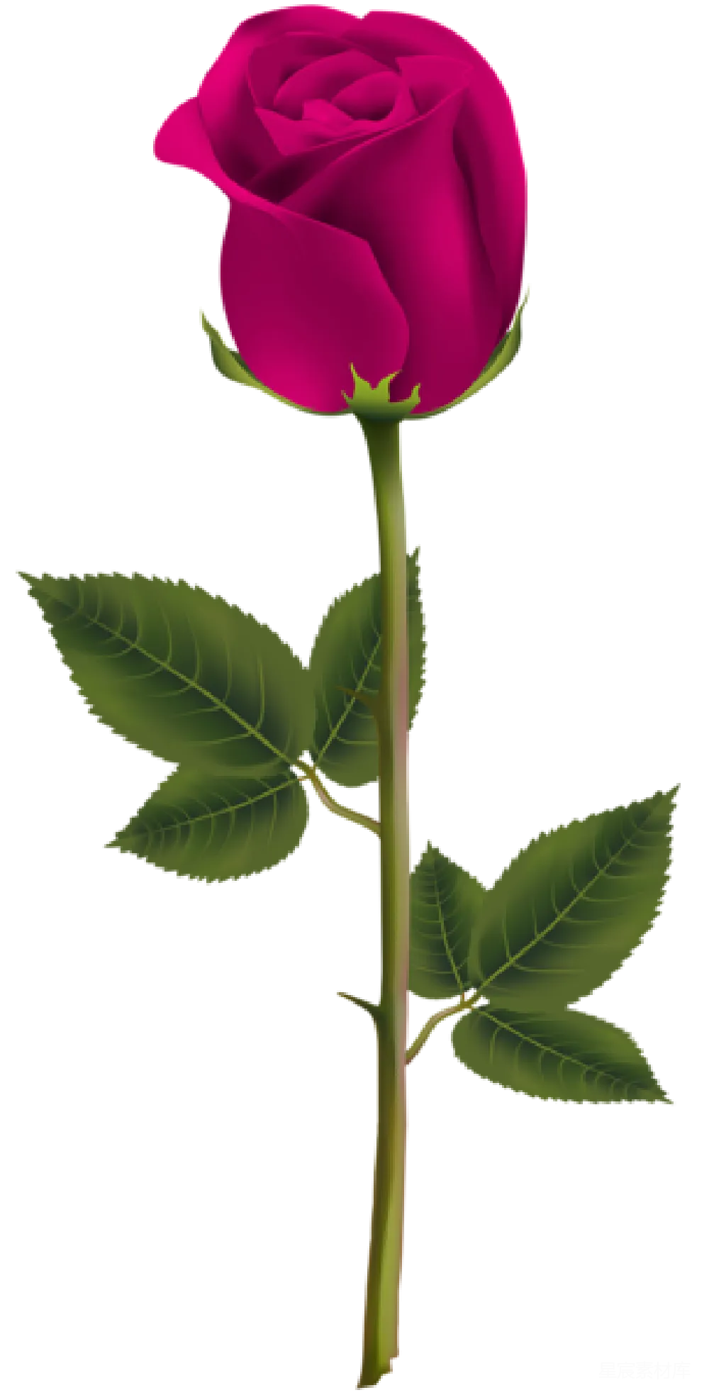元素素材 花朵 浪漫 情人节 粉红色玫瑰花