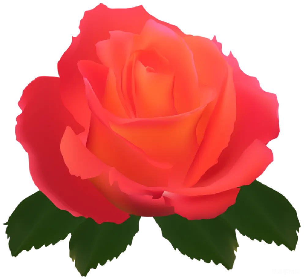 元素素材 花 插图 婚礼 红色玫瑰花