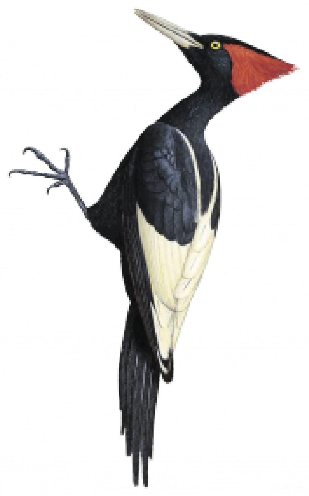 元素素材 元素 透明