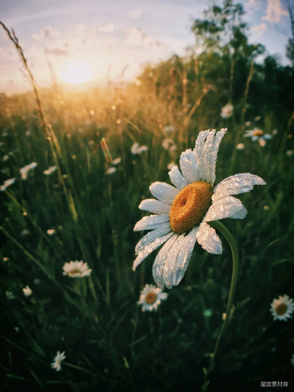 高清摄影 白 Daisy 花朵
