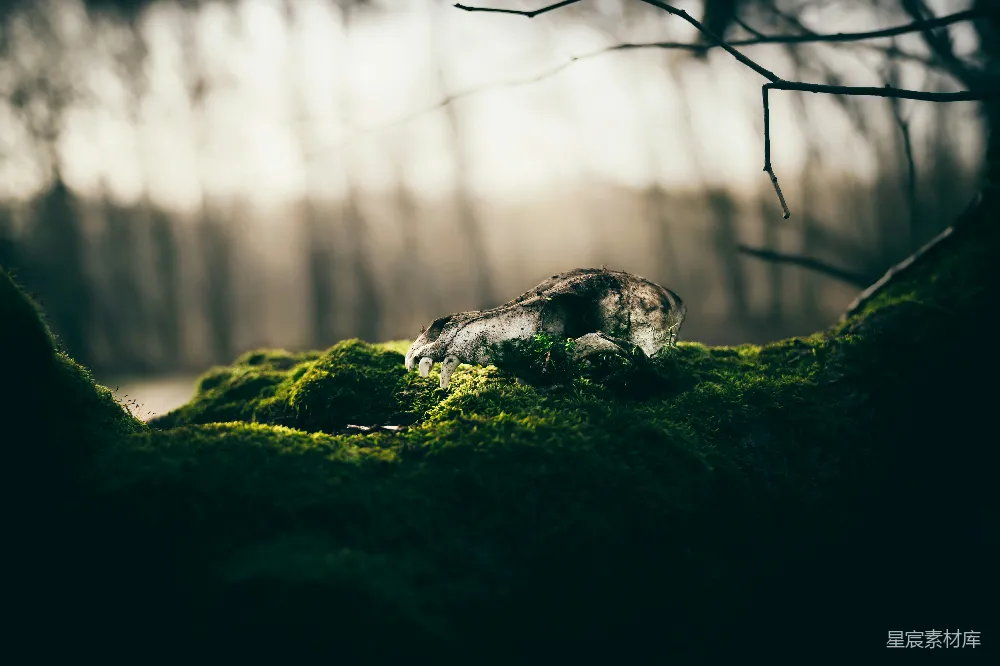高清摄影 自然 壁纸 一只狗睡在一块覆盖着苔藓的岩石上。
