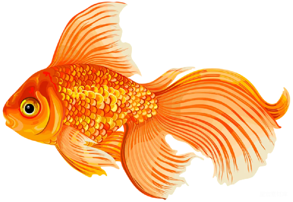 元素素材 金鱼 插画 动物 金鱼插画