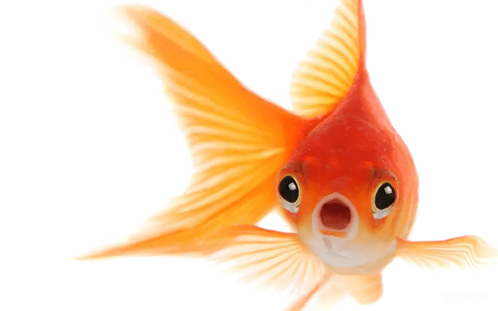 元素素材 元素 金鱼