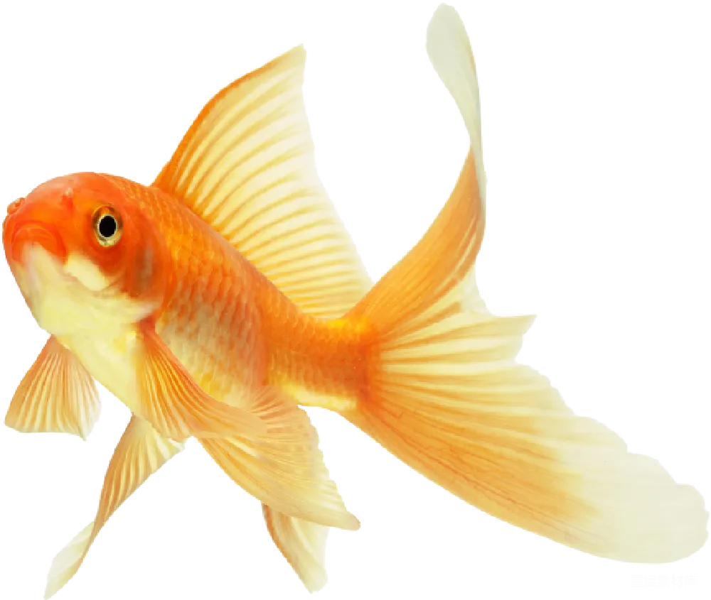 元素素材 元素 金鱼