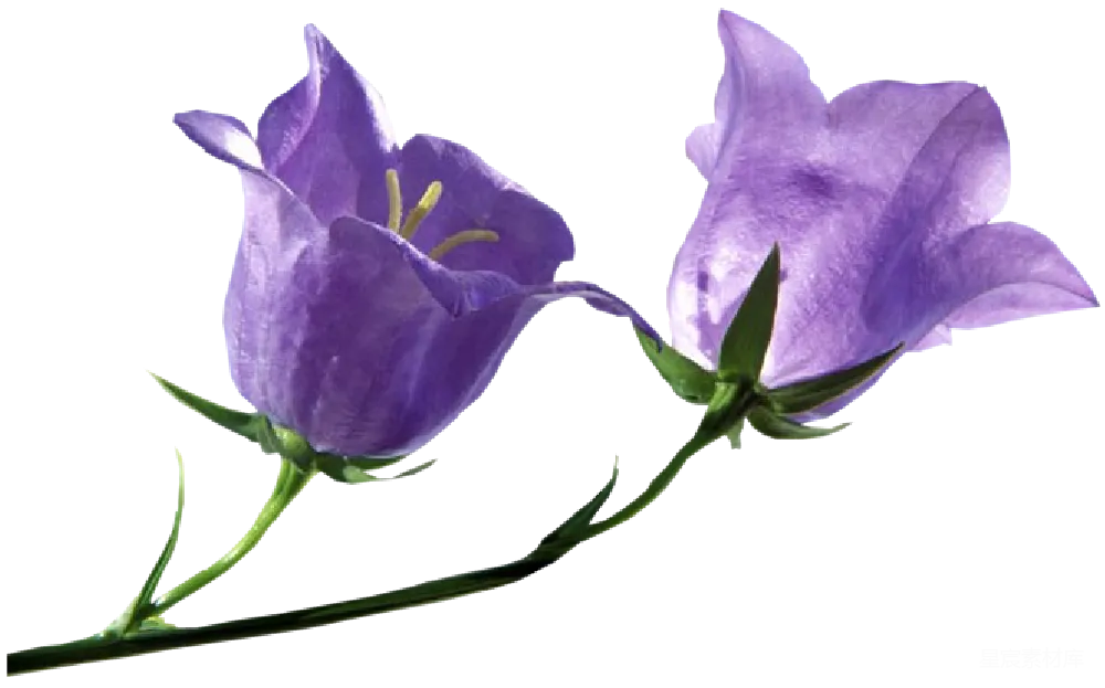元素素材 花卉 自然 摄影 紫色风铃花