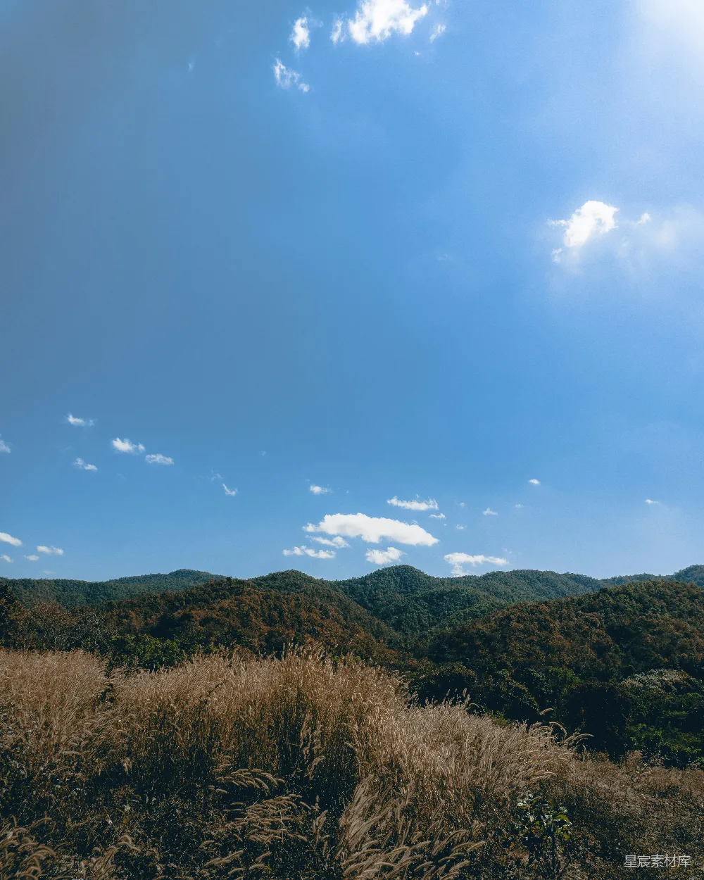 高清摄影  背景中有树木的草地区域