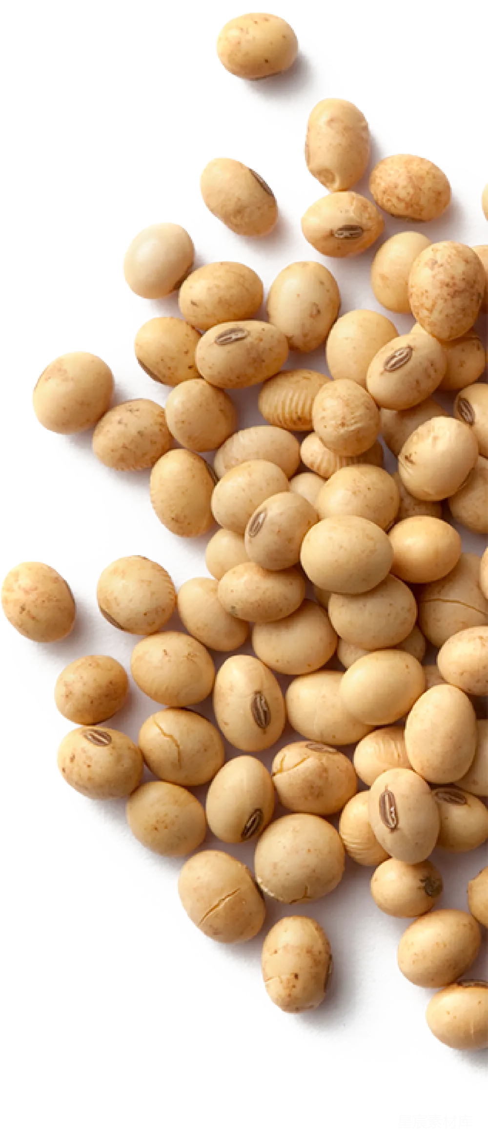 元素素材 大豆