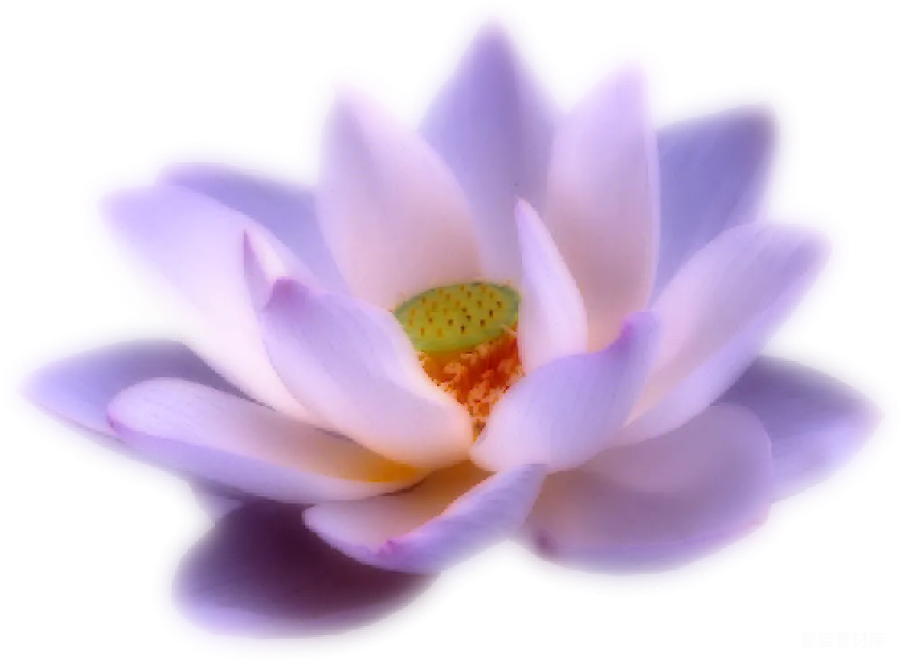 元素素材 莲花