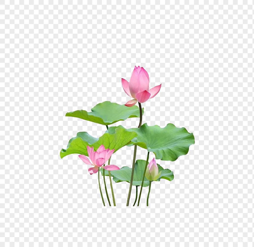 元素素材 荷花 花卉 自然 荷花与荷叶插图