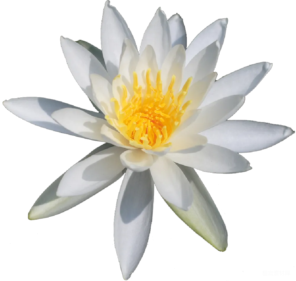 元素素材 元素 莲花
