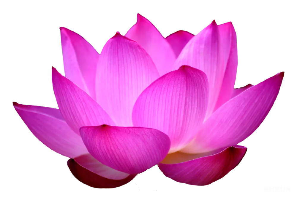 元素素材 元素 莲花
