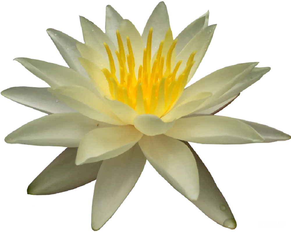 元素素材 自然 花卉 优雅 盛开的白色莲花