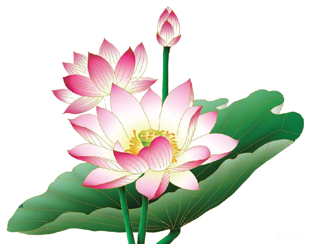 元素素材 元素 莲花