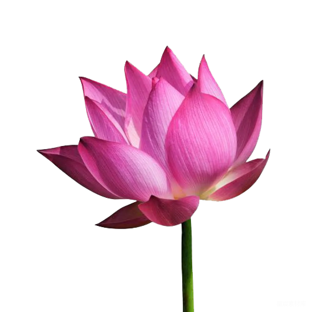 元素素材 莲花