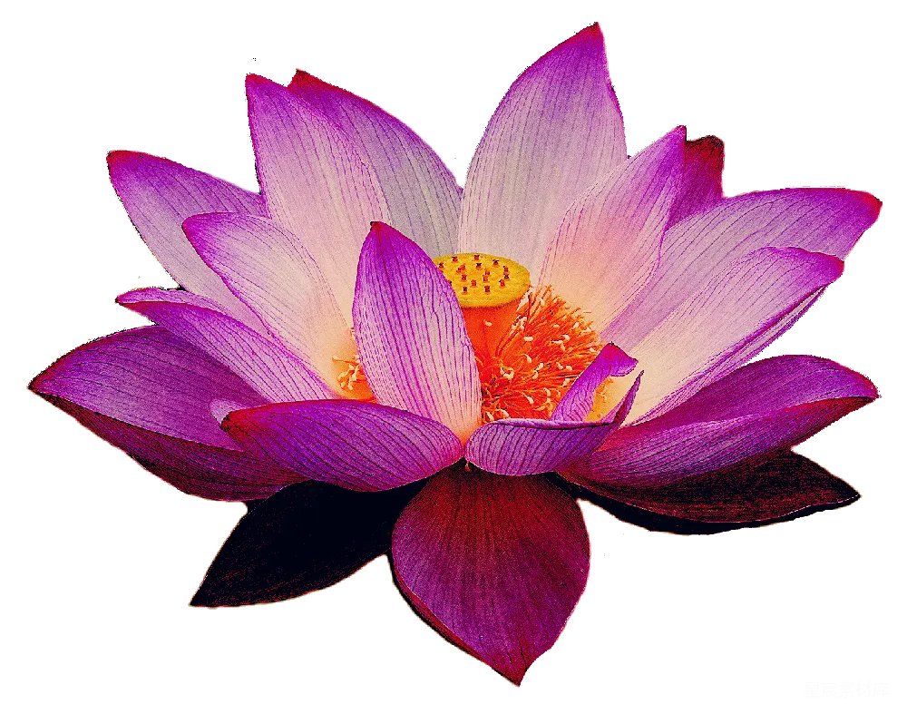 元素素材 花卉 自然 美丽 粉红莲花盛开