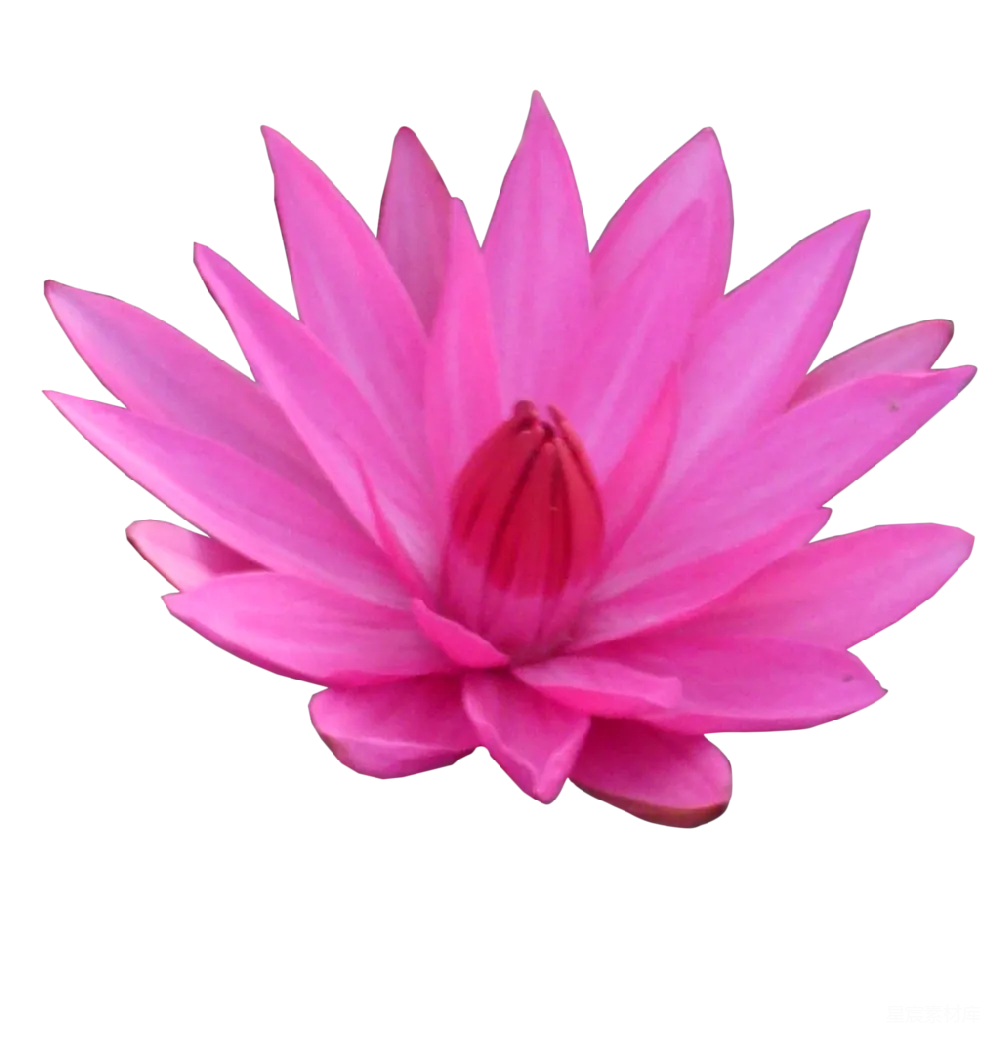 元素素材 莲花
