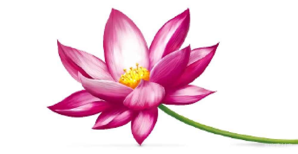 元素素材 莲花 插图 粉色 粉红色的莲花插图