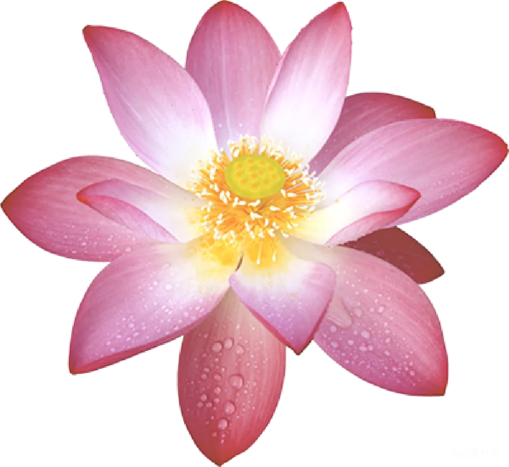 元素素材 元素 莲花
