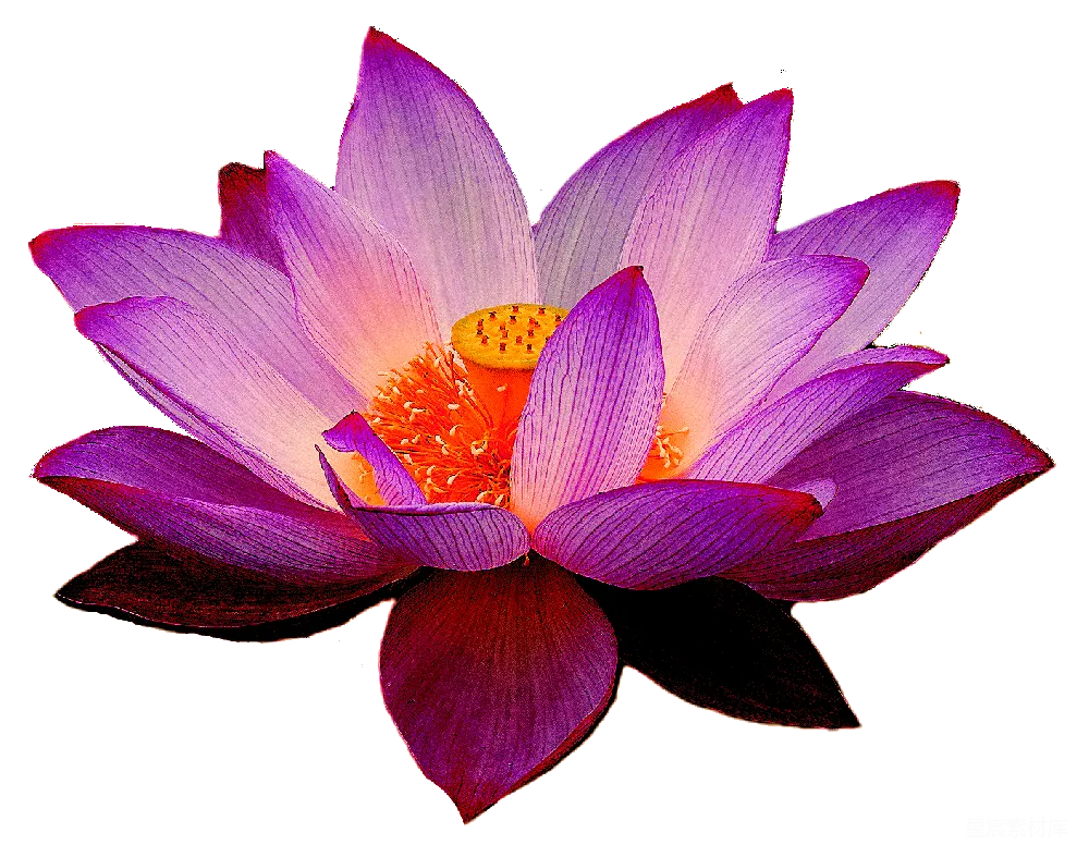 元素素材 莲花 花卉 自然 绽放的紫色莲花