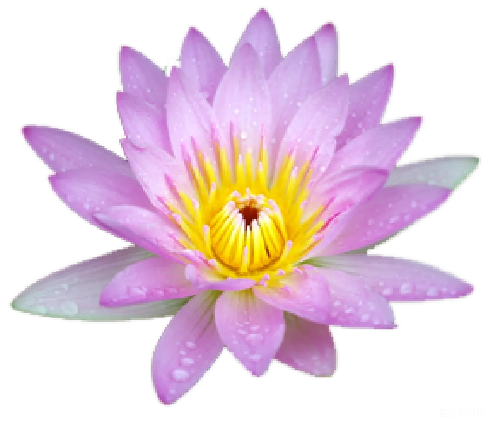 元素素材 元素 莲花
