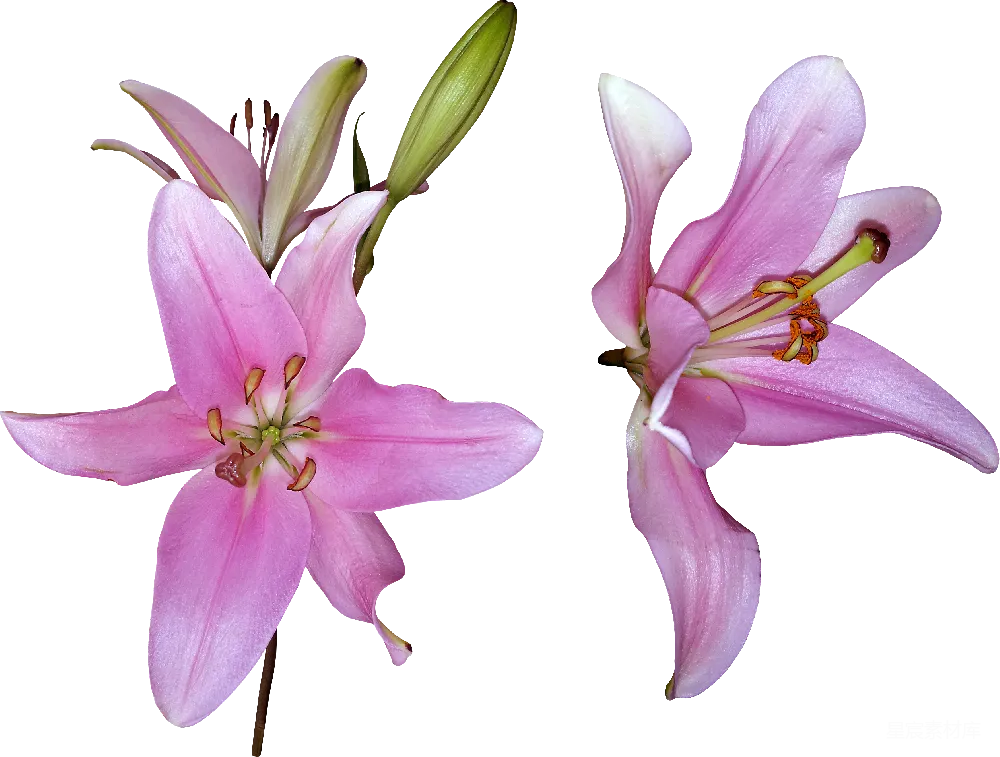 元素素材 花卉 自然 摄影 粉红色的百合花