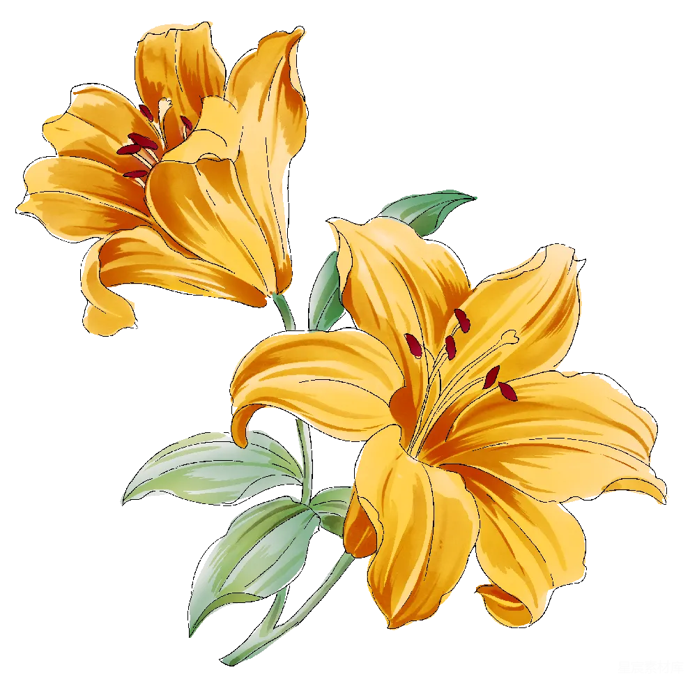 元素素材 黄色百合花插画