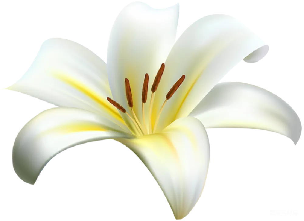 元素素材 花朵 清新 装饰 白色百合花