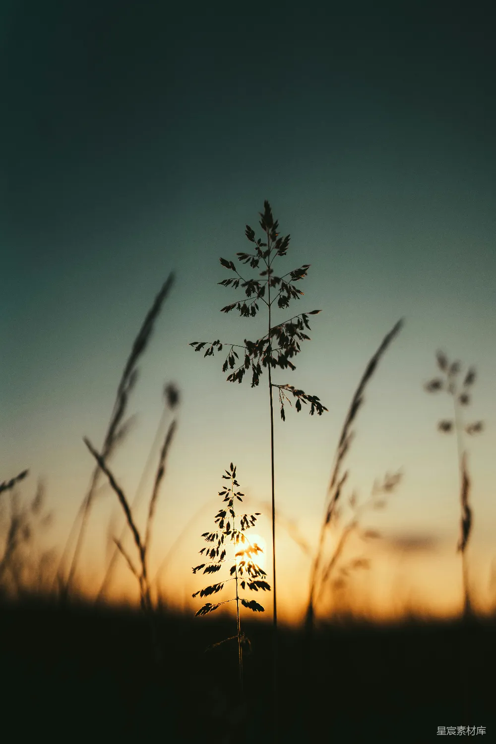 高清摄影  夕阳落在一些高草后面