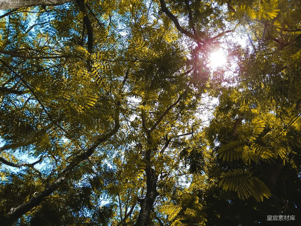 高清摄影  树间阳光 shining透过树叶的缝隙