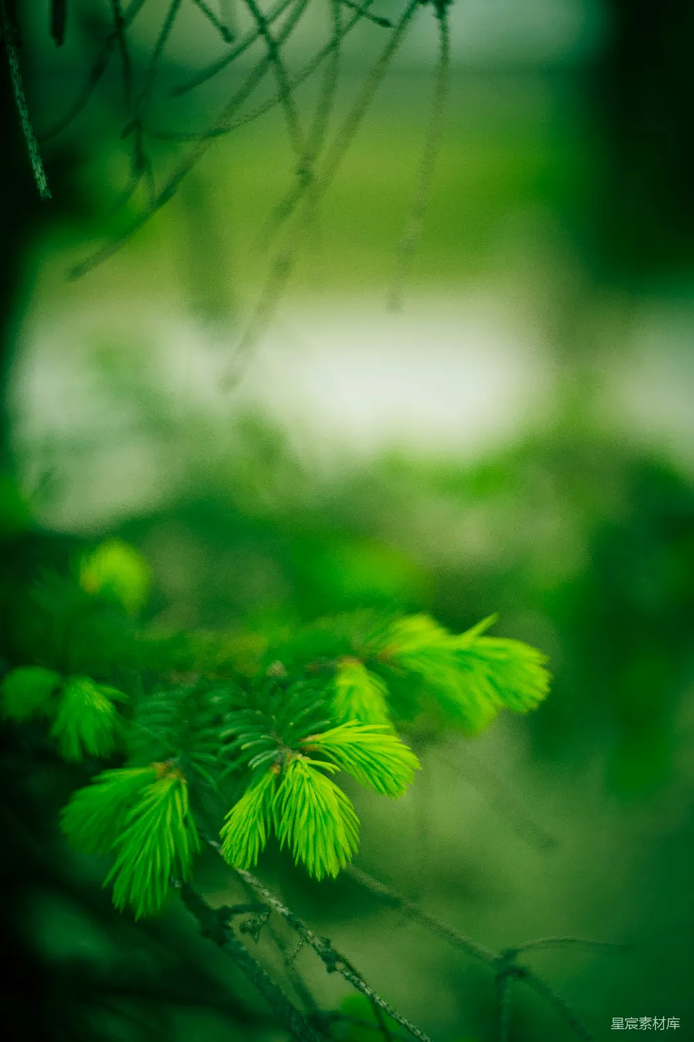 高清摄影  一棵树干的特写镜头，背景模糊。