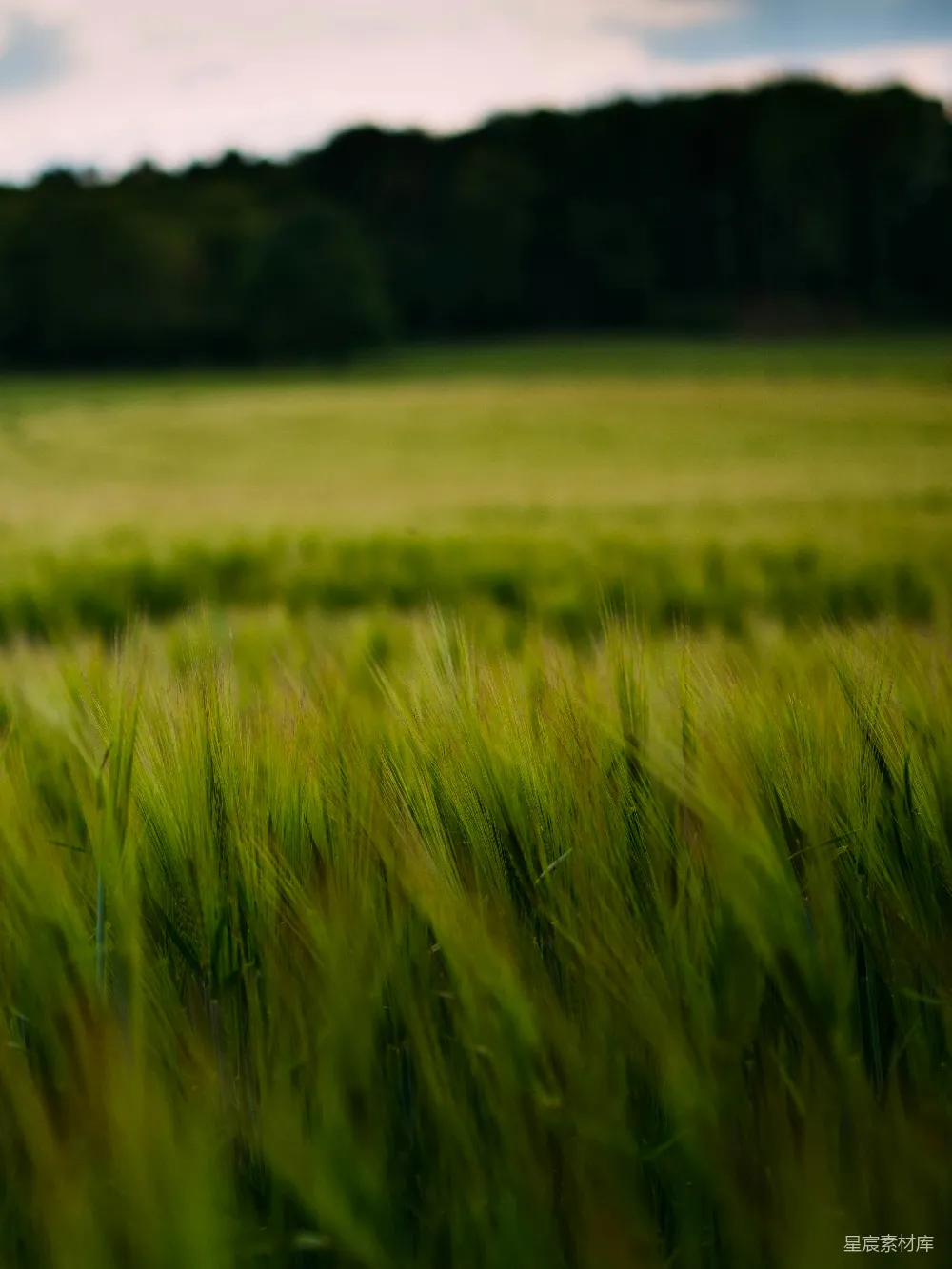 高清摄影 白天绿草 fields 草地